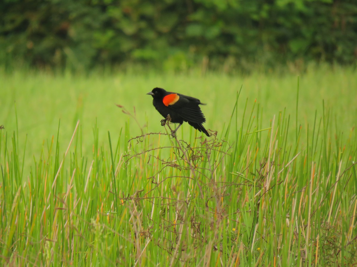 Red-winged Blackbird - ML618905115