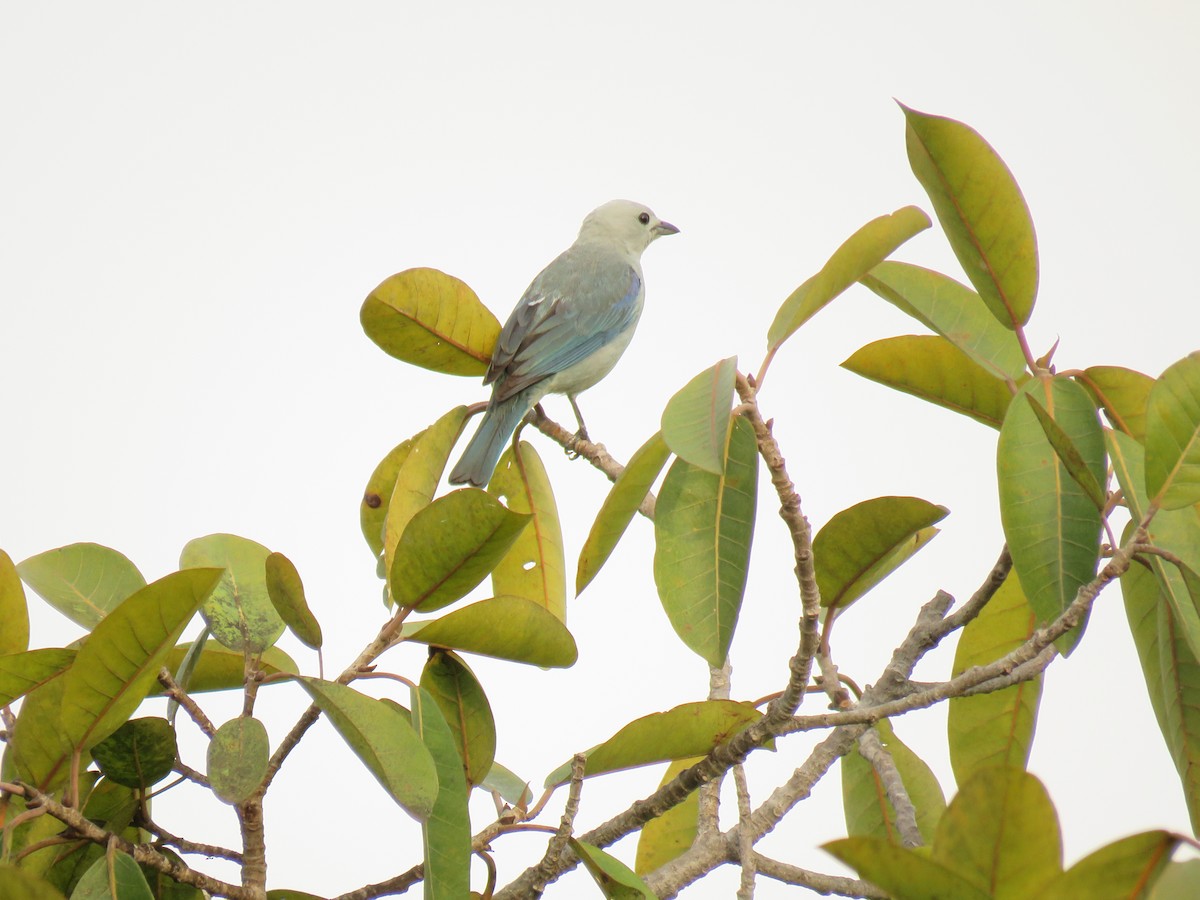 Blue-gray Tanager - ML618905140