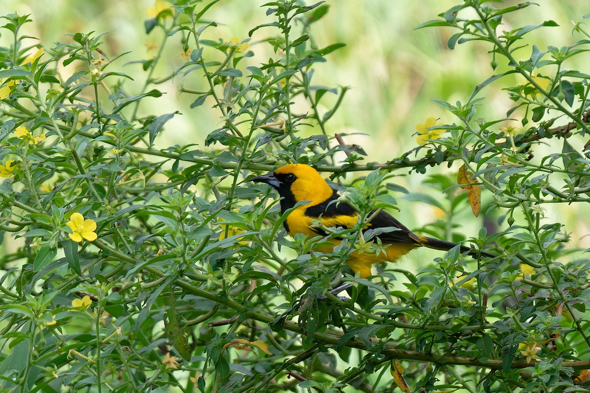 Yellow-tailed Oriole - ML618905141