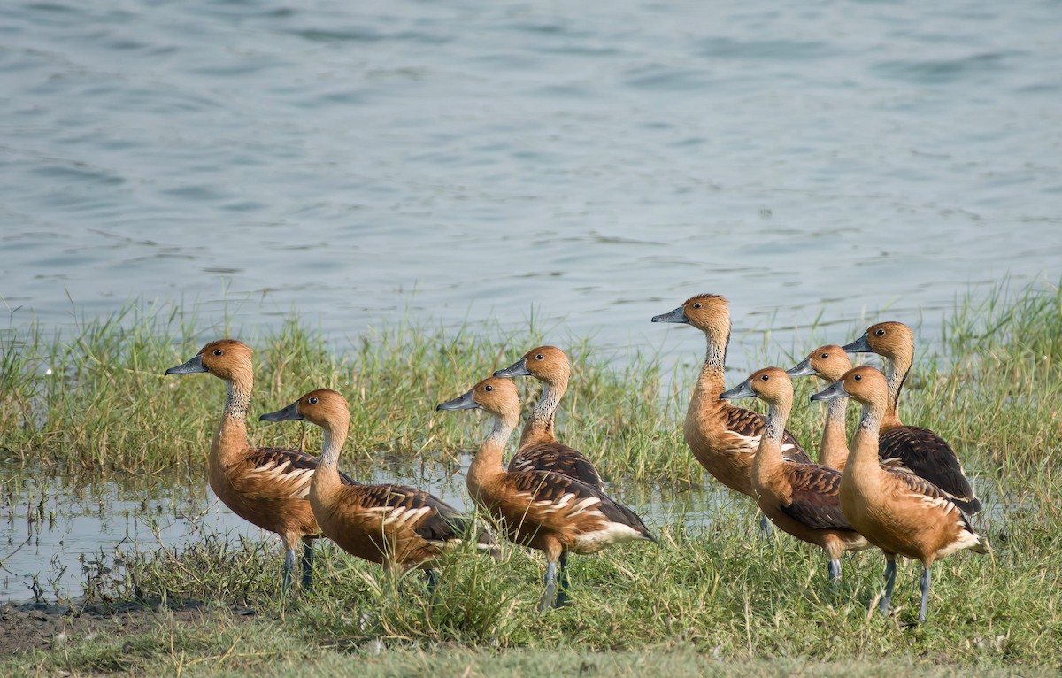 Fulvous Whistling-Duck - ML618905196