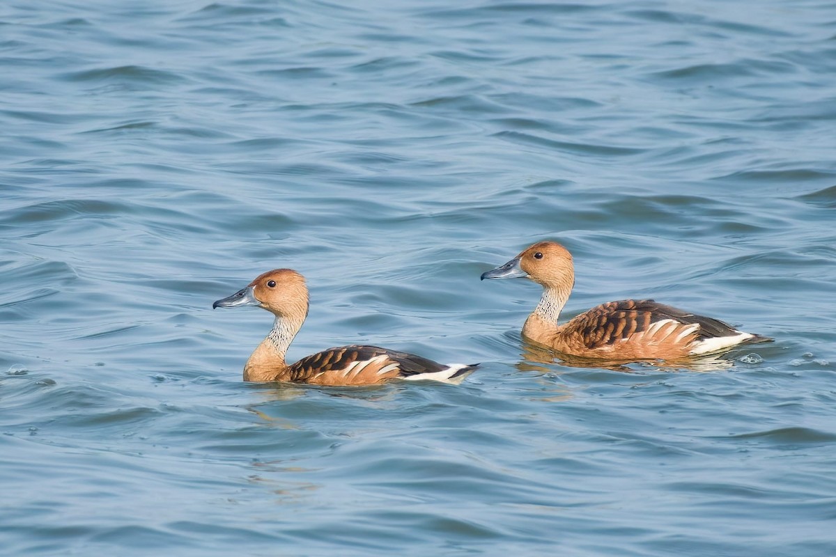 Fulvous Whistling-Duck - ML618905210
