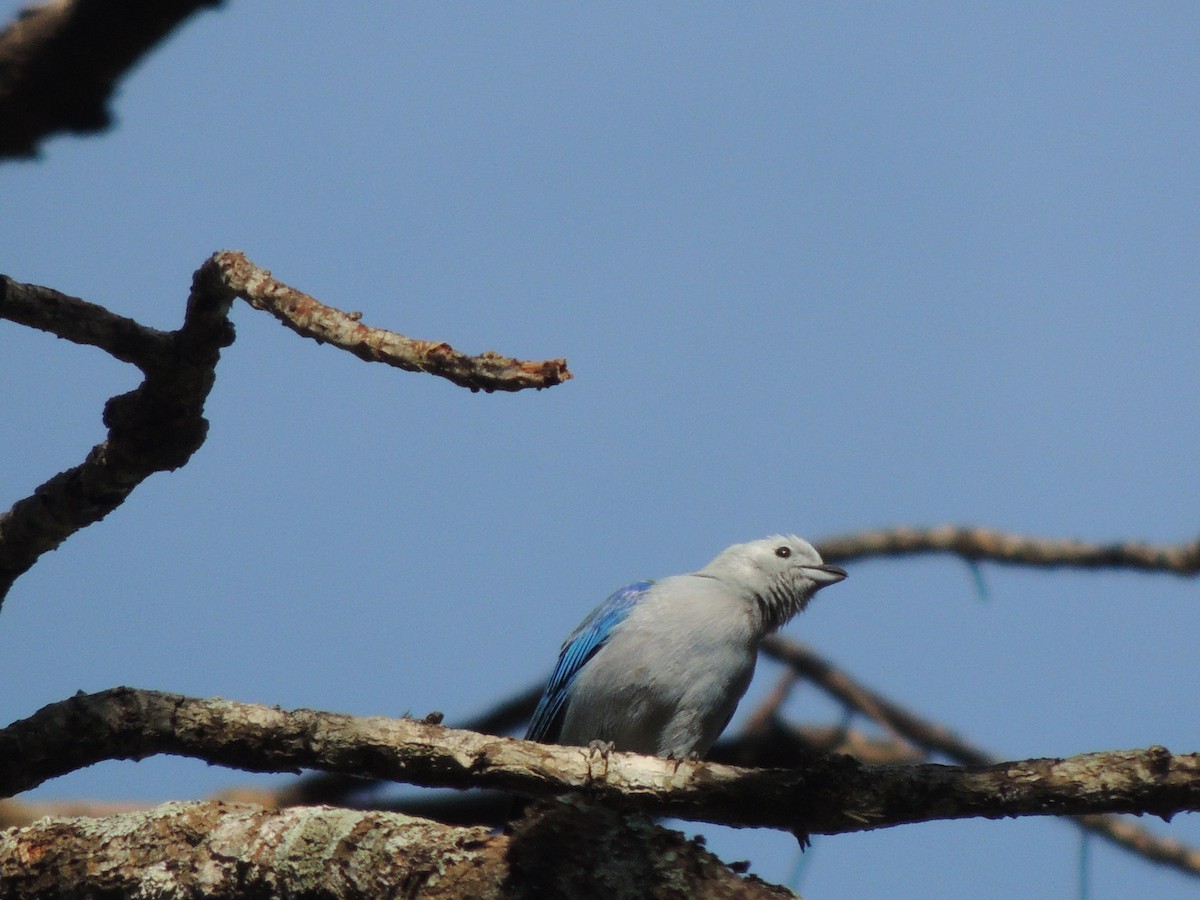 Blue-gray Tanager - ML618905227