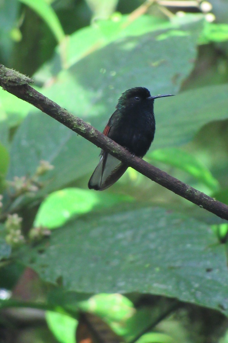Black-bellied Hummingbird - ML618905292