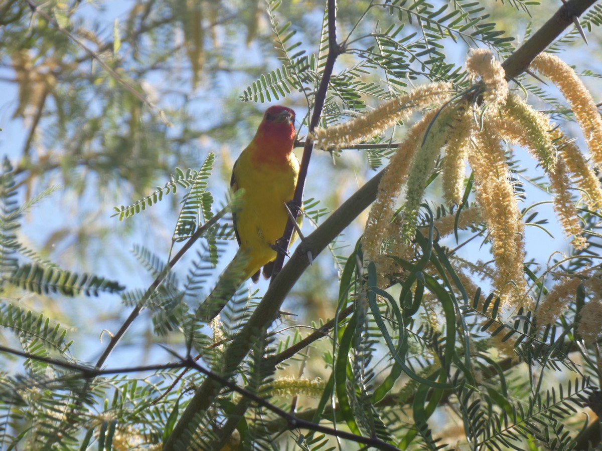 Western Tanager - ML618905293