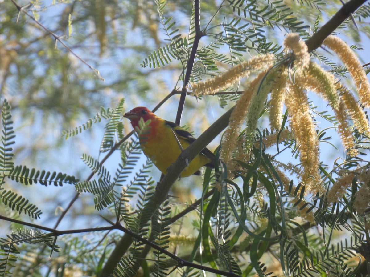 Western Tanager - ML618905299