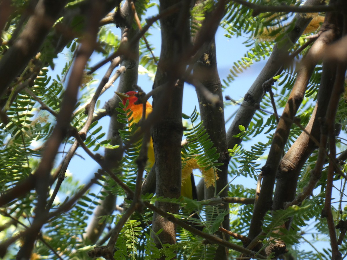Western Tanager - ML618905302