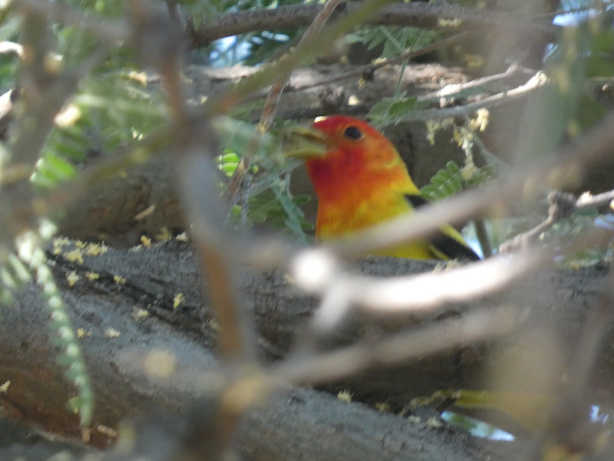 Western Tanager - ML618905310