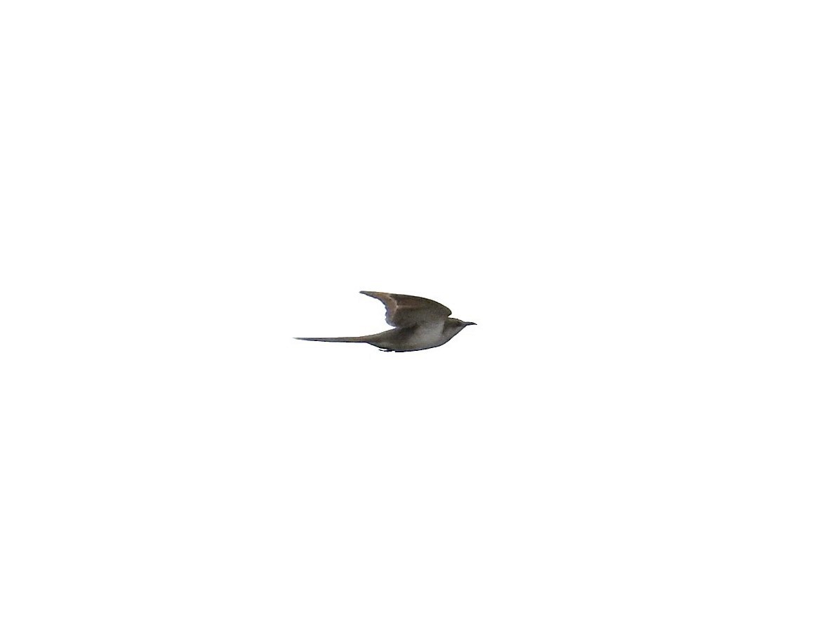 Black-billed Cuckoo - ML618905319
