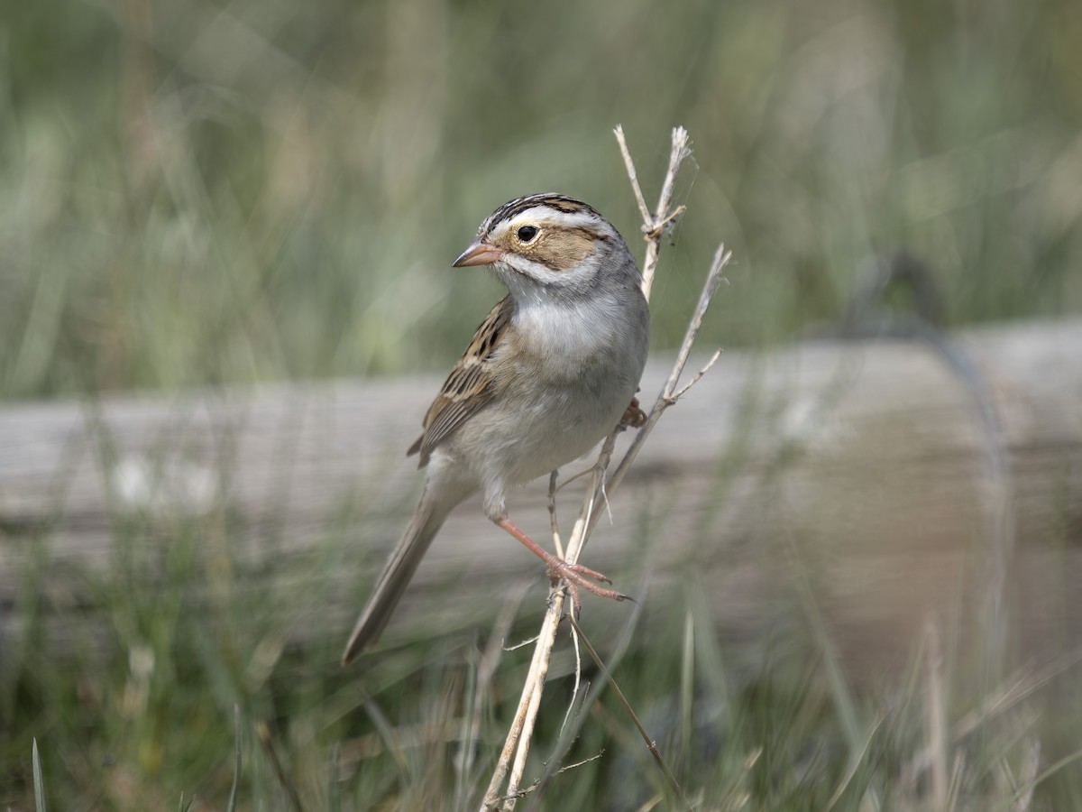 Clay-colored Sparrow - ML618905327