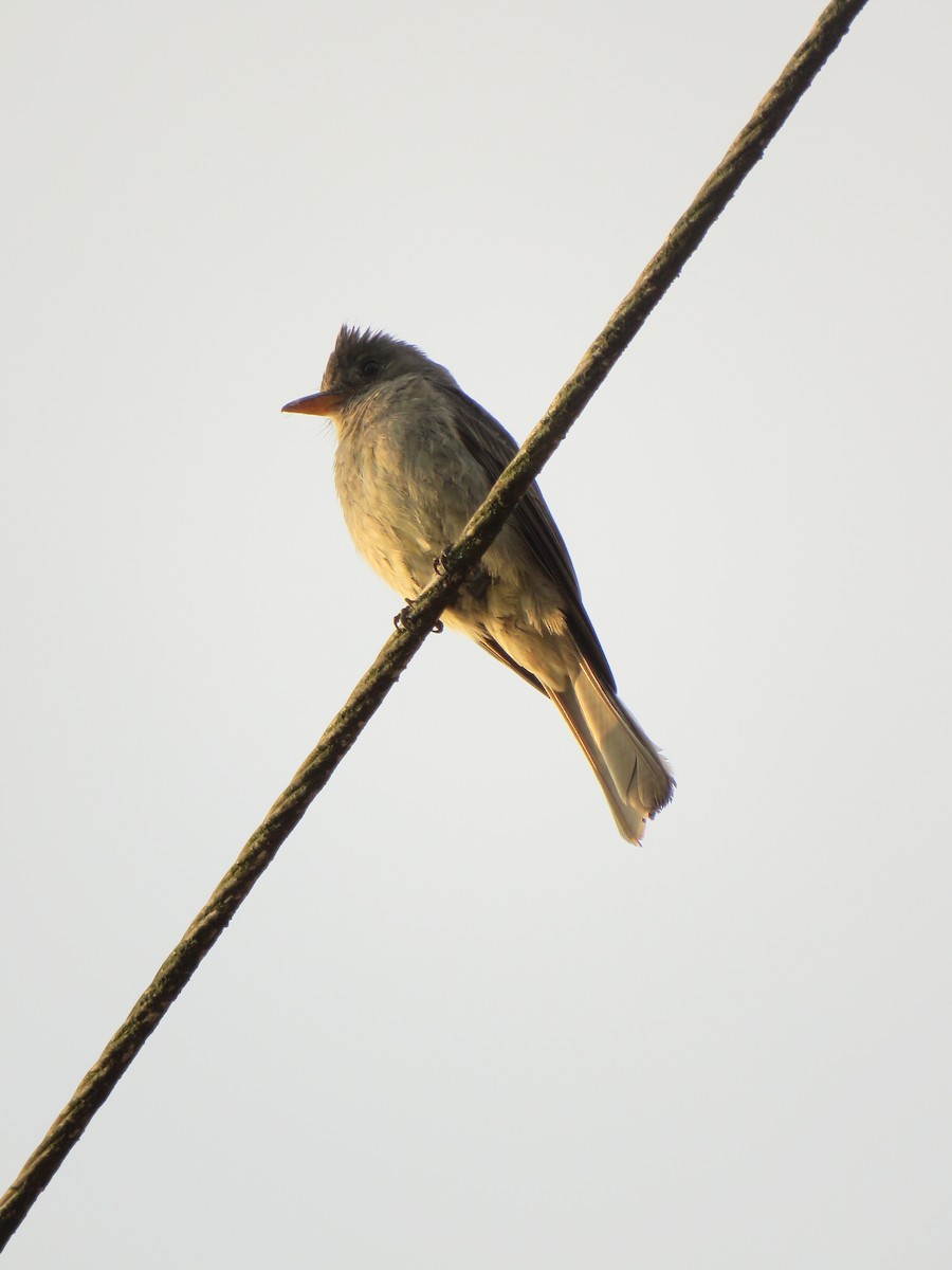 Greater Pewee - ML618905346