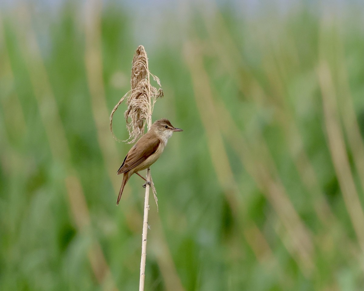 Great Reed Warbler - Sam Shaw