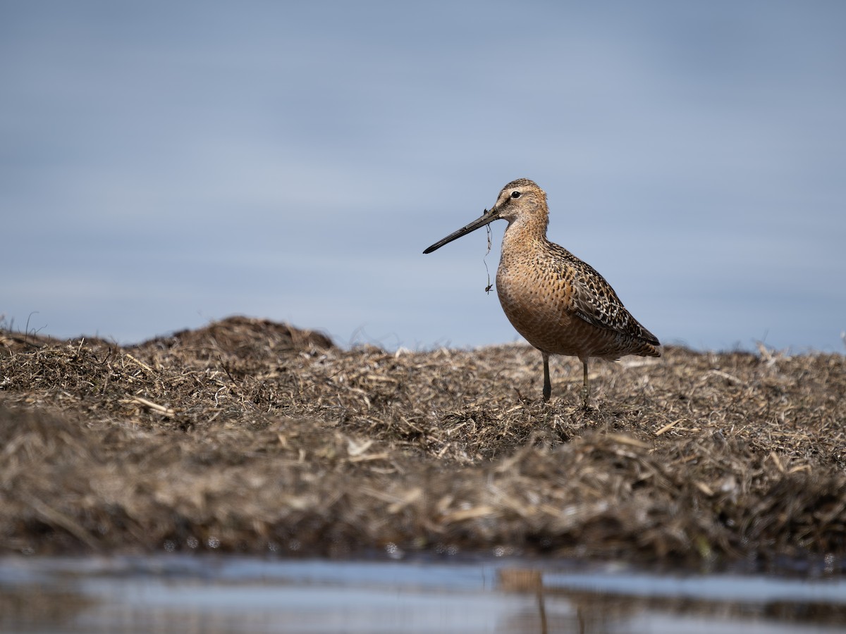 Long-billed Dowitcher - ML618905380