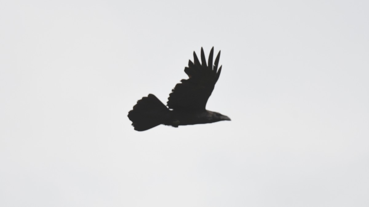 Common Raven - Vlad Sladariu