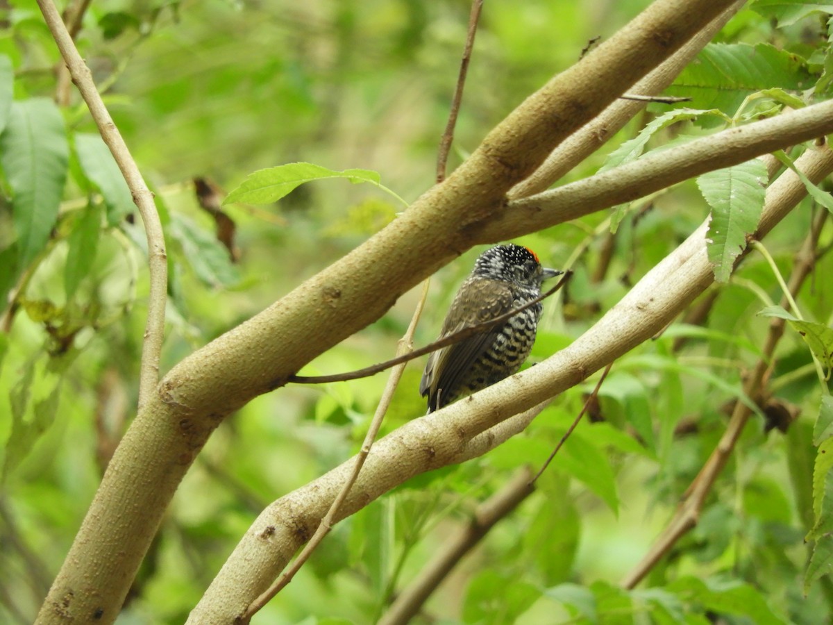 White-barred Piculet - ML618905475