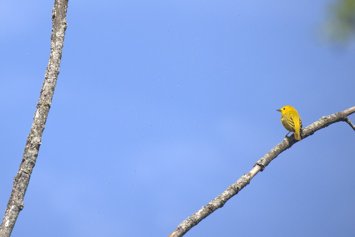 Yellow Warbler - ML618905515