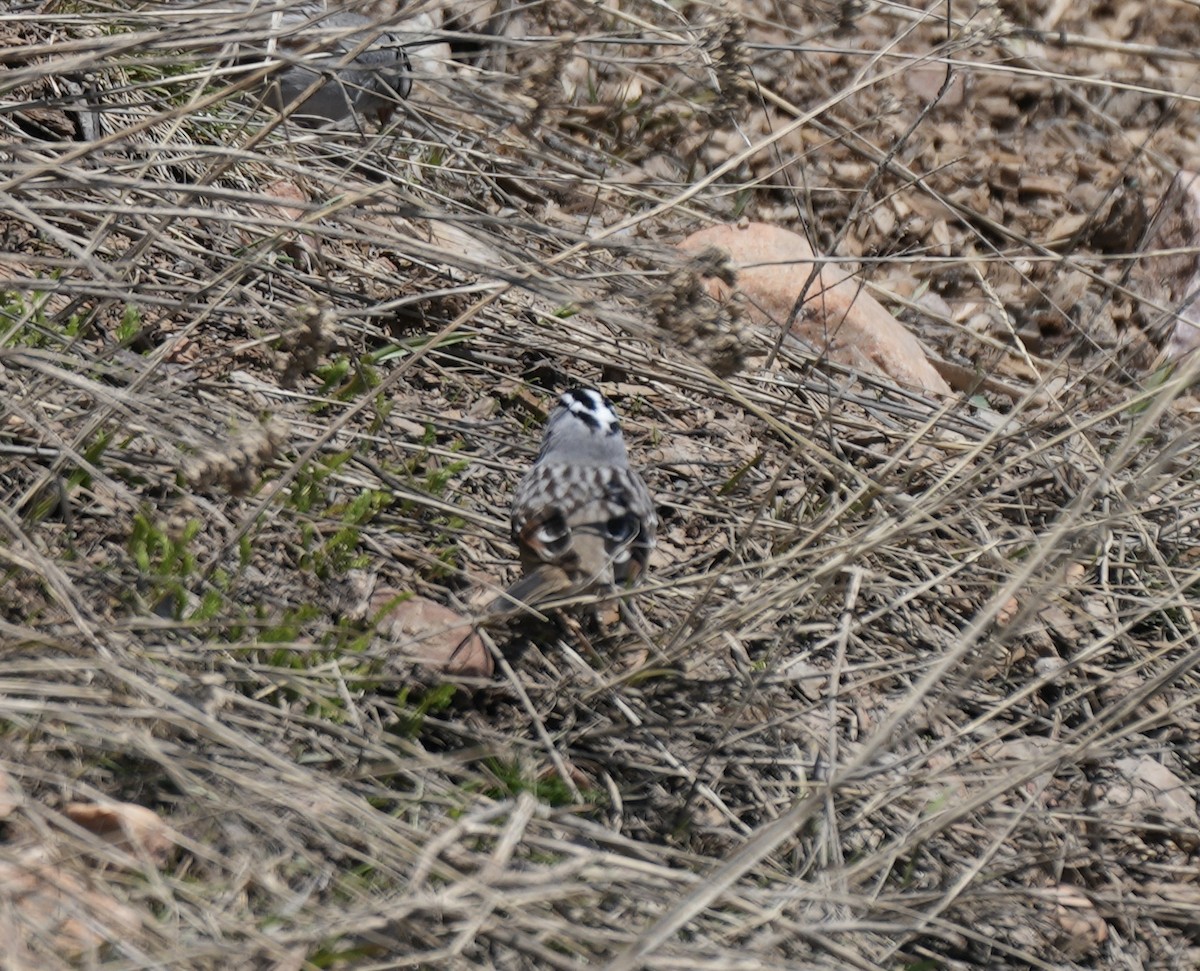 White-crowned Sparrow (oriantha) - ML618905525