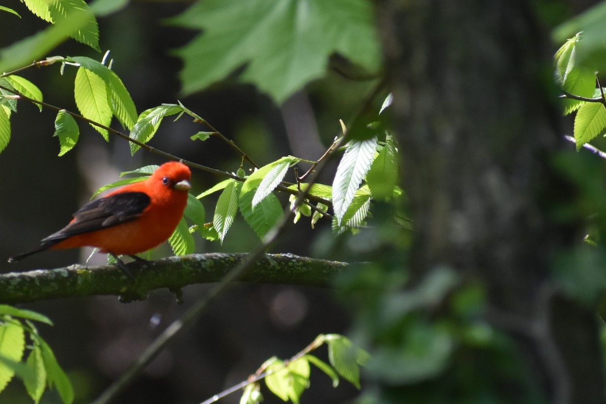 Scarlet Tanager - ML618905552