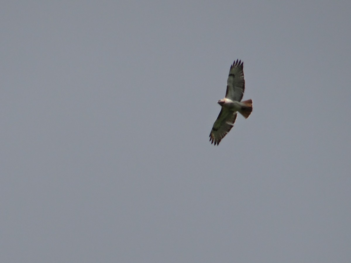 Red-tailed Hawk - ML618905566