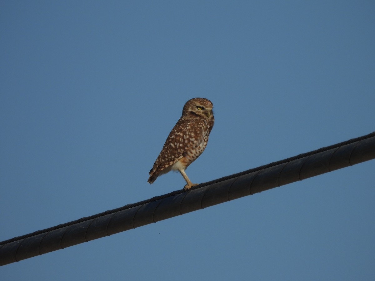 Burrowing Owl - ML618905606