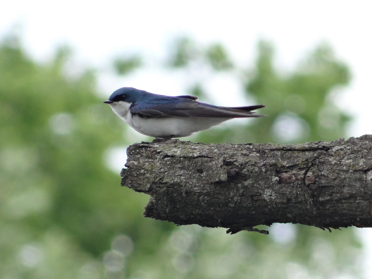 Tree Swallow - Andrew Raamot and Christy Rentmeester