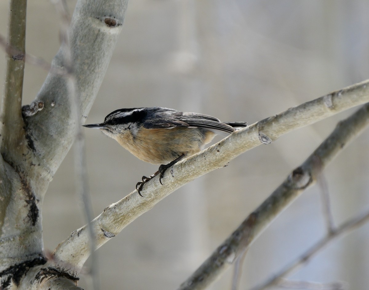 Red-breasted Nuthatch - ML618905615
