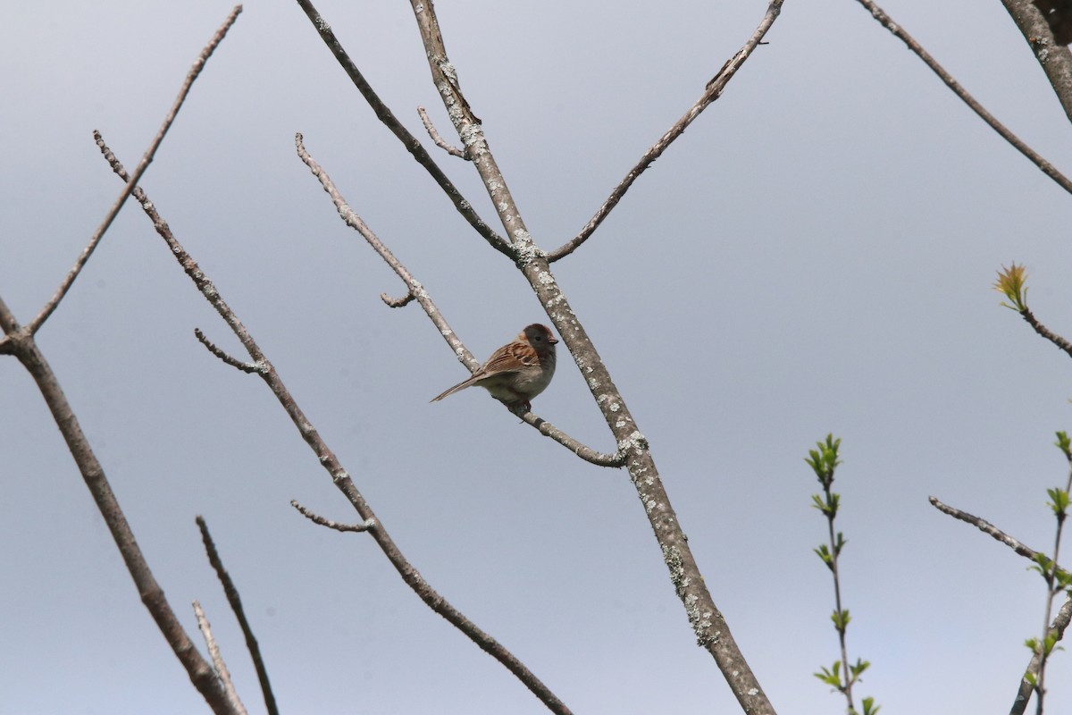 Field Sparrow - ML618905633