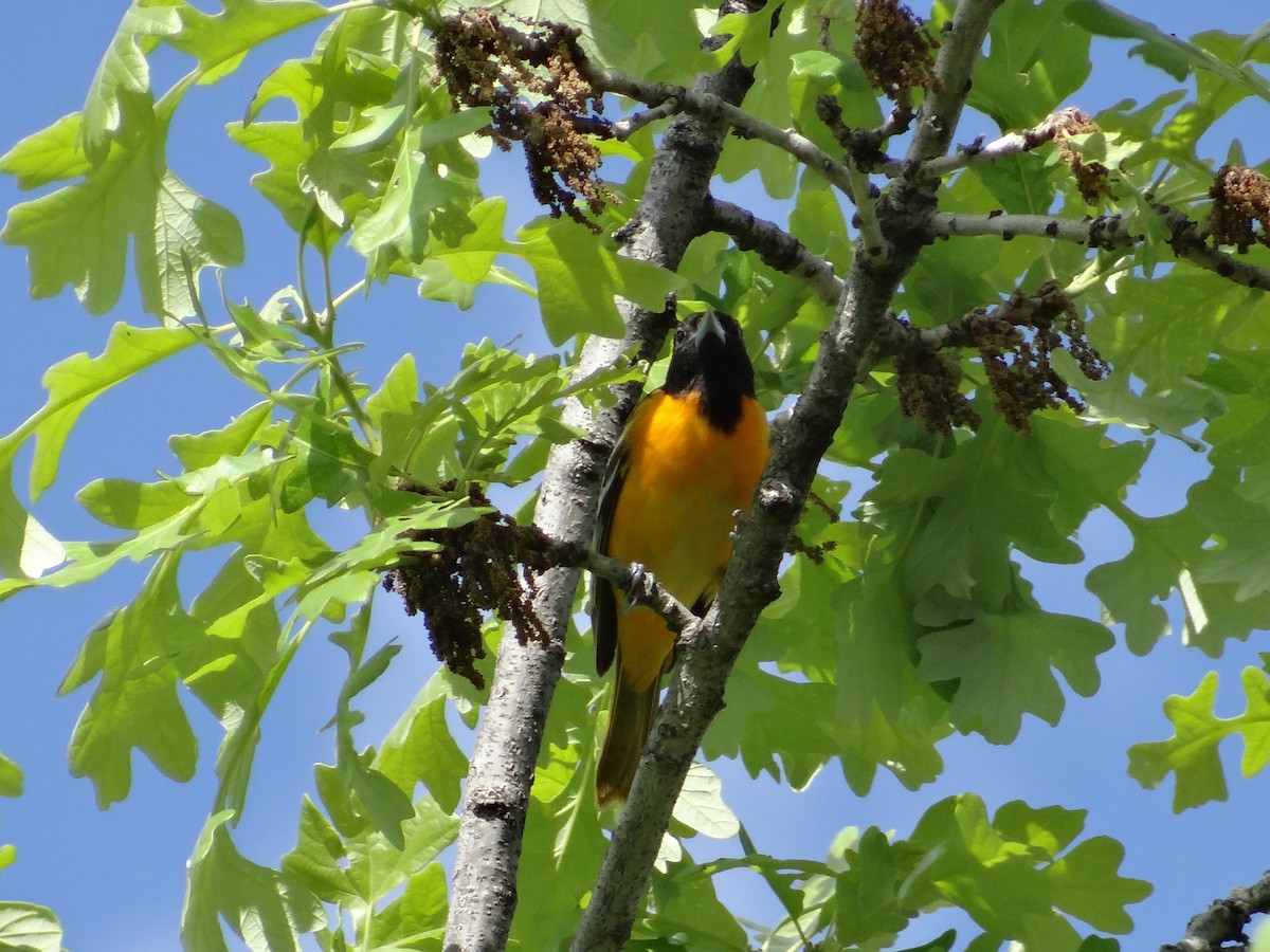 Baltimore Oriole - Andrew Raamot and Christy Rentmeester