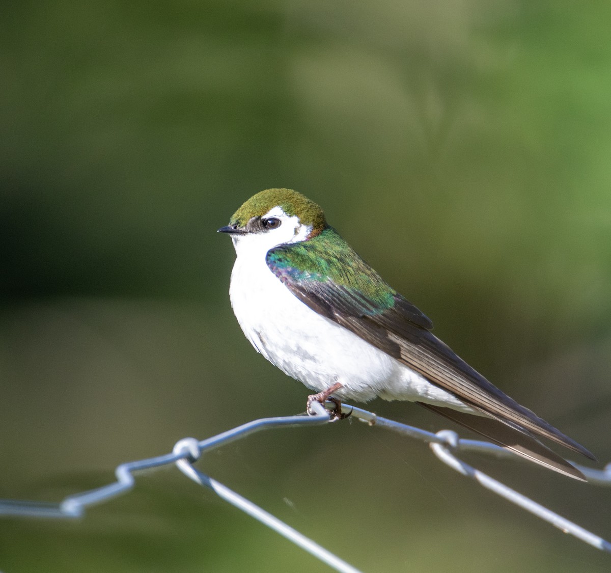 Violet-green Swallow - ML618905647