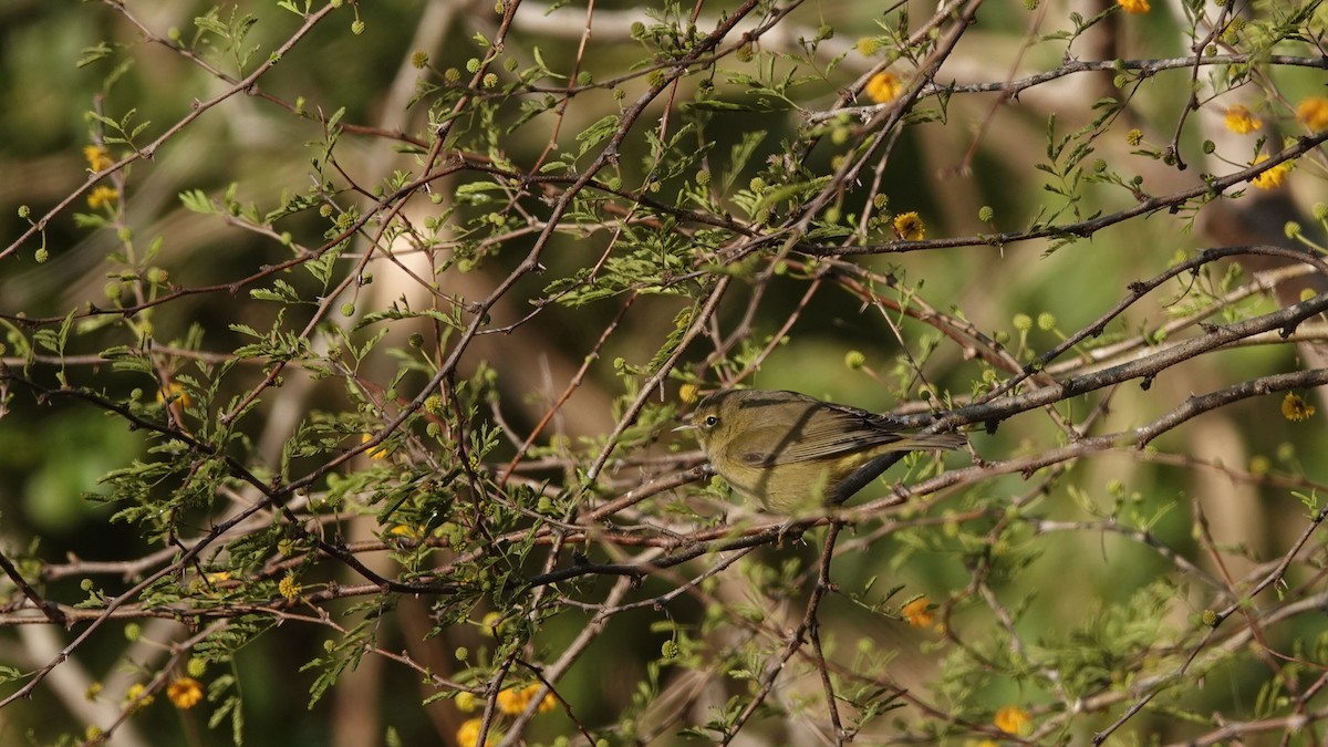 Orange-crowned Warbler - leo wexler-mann