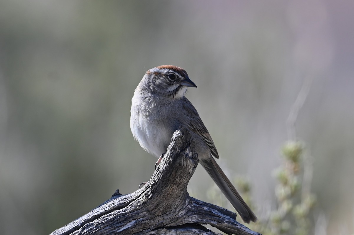 Rufous-crowned Sparrow - Mike Rome