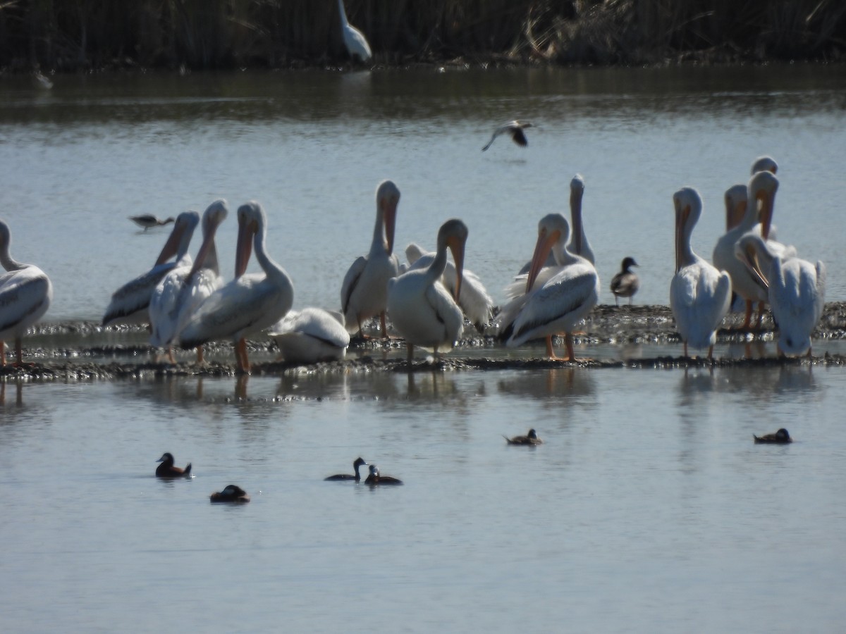 pelikán severoamerický - ML618905668