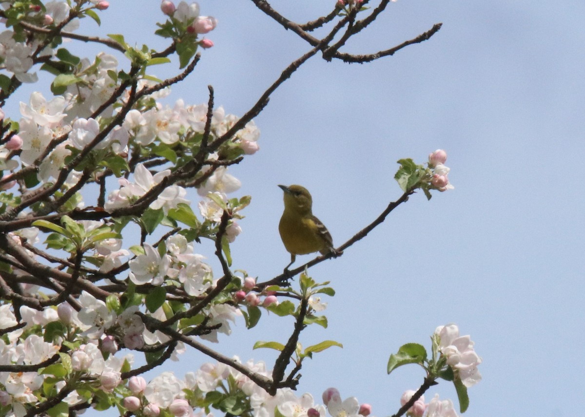 Orchard Oriole - ML618905710