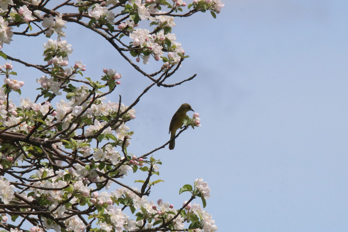 Orchard Oriole - ML618905719