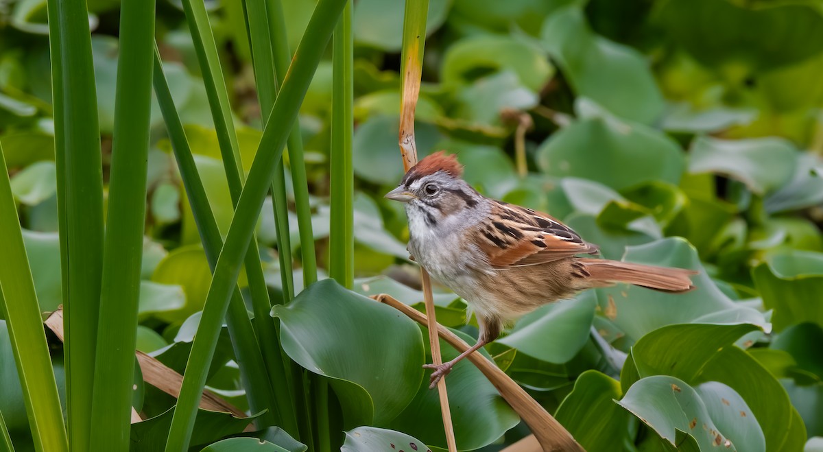 Swamp Sparrow - Jim Merritt