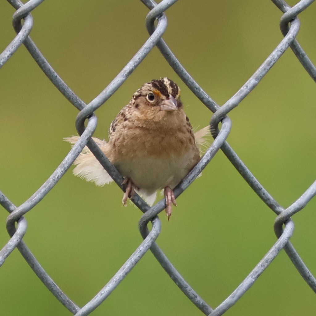 Grasshopper Sparrow - ML618905729