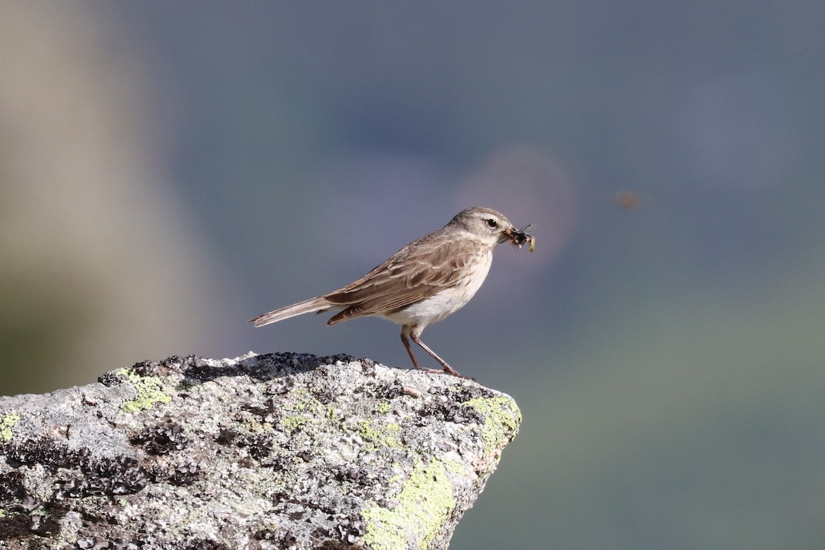 Water Pipit - ML618905735