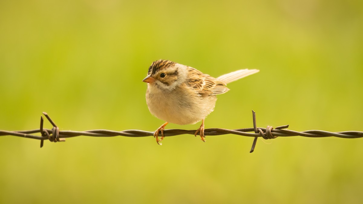 Clay-colored Sparrow - Mason Prokop