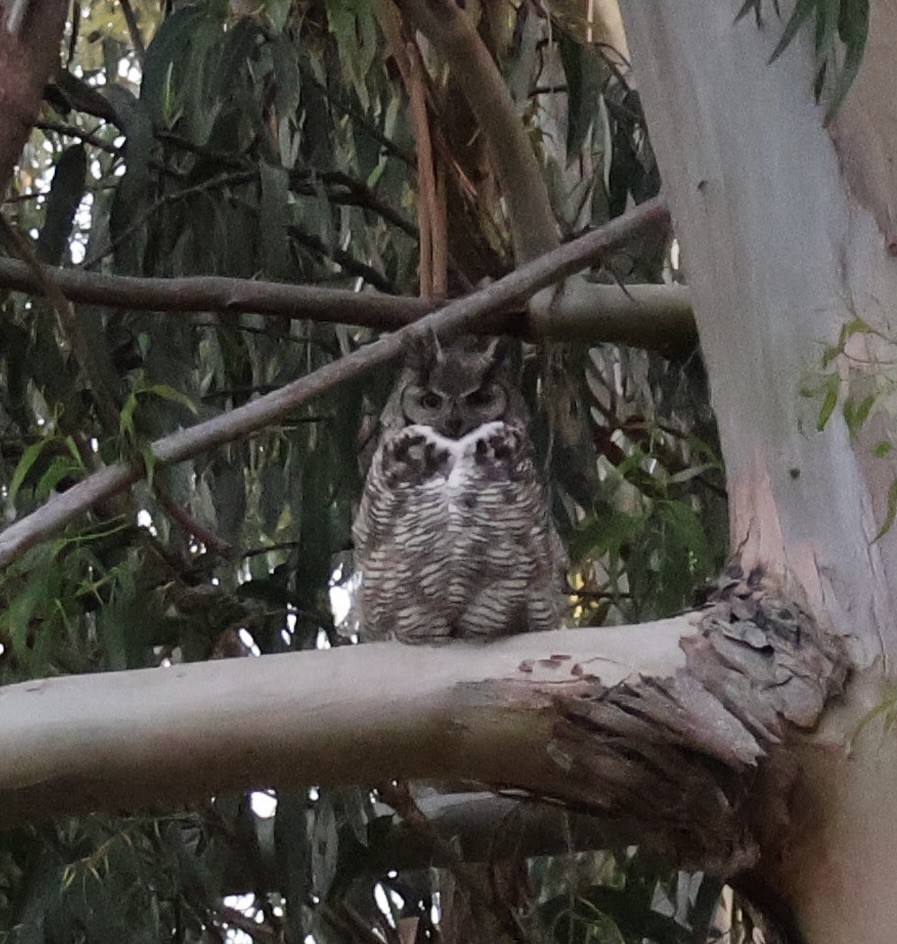 Great Horned Owl - ML618905774