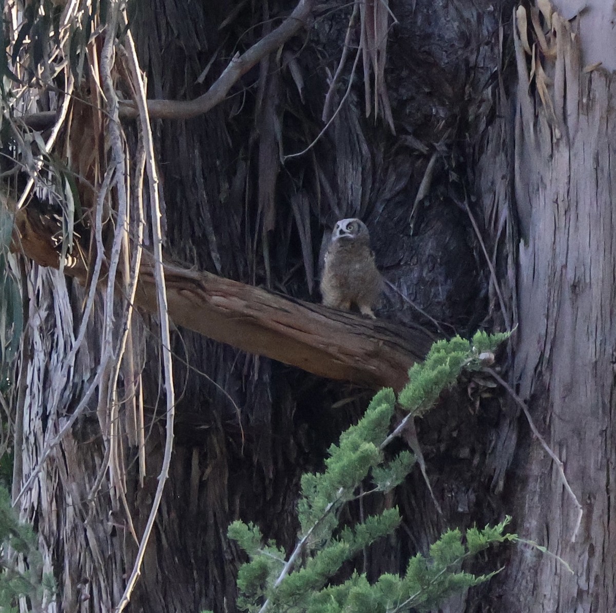 Great Horned Owl - ML618905775