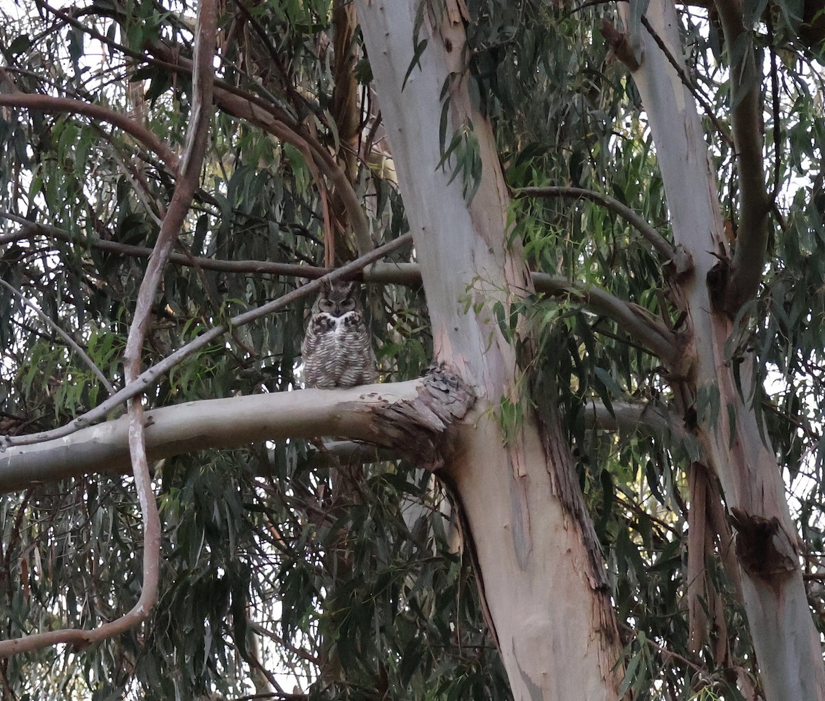 Great Horned Owl - ML618905777
