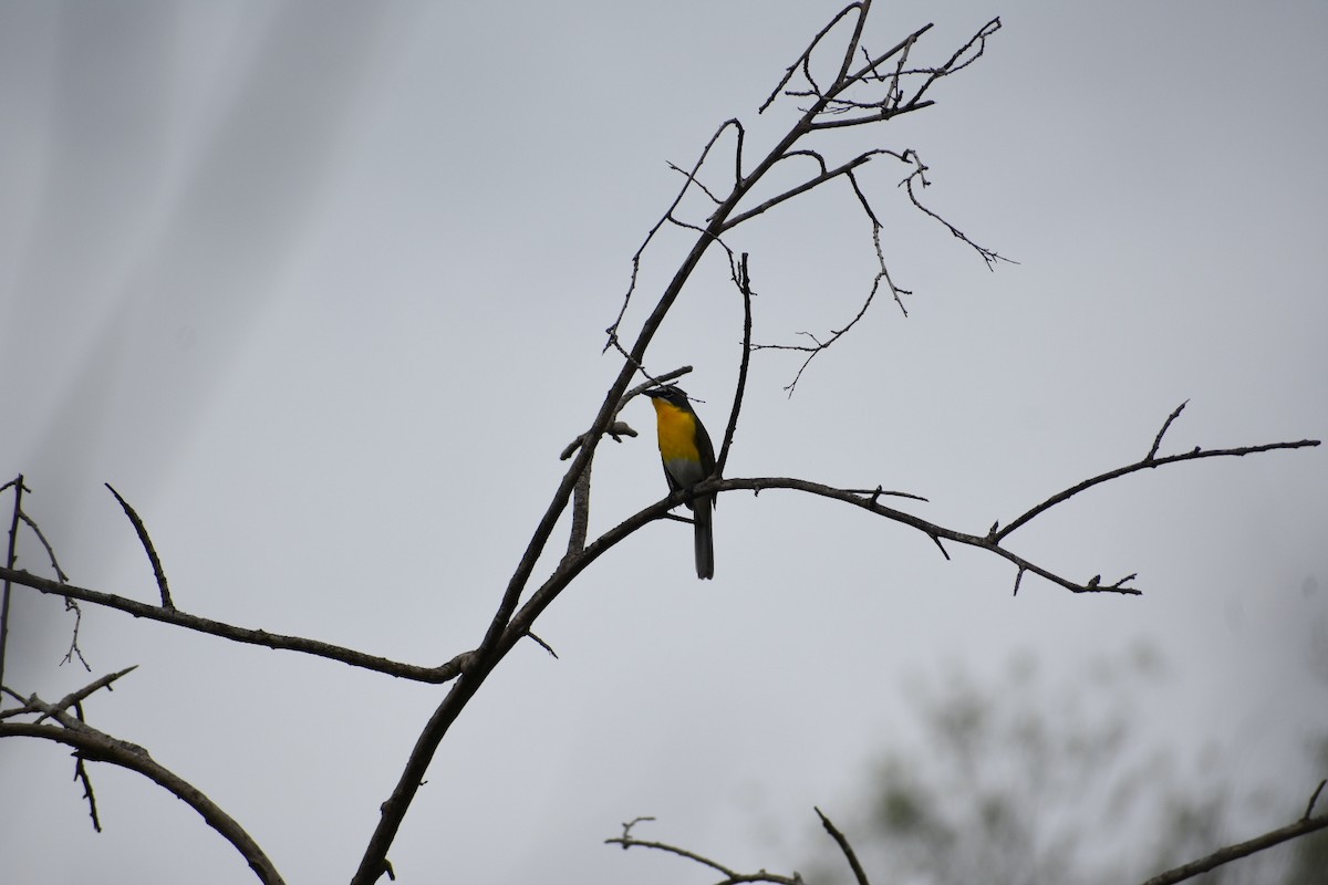 Yellow-breasted Chat - ML618905779