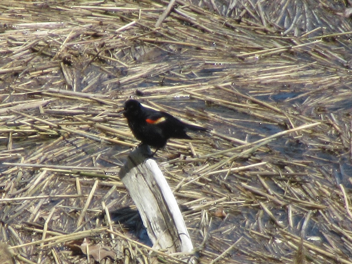 Red-winged Blackbird - ML618905839