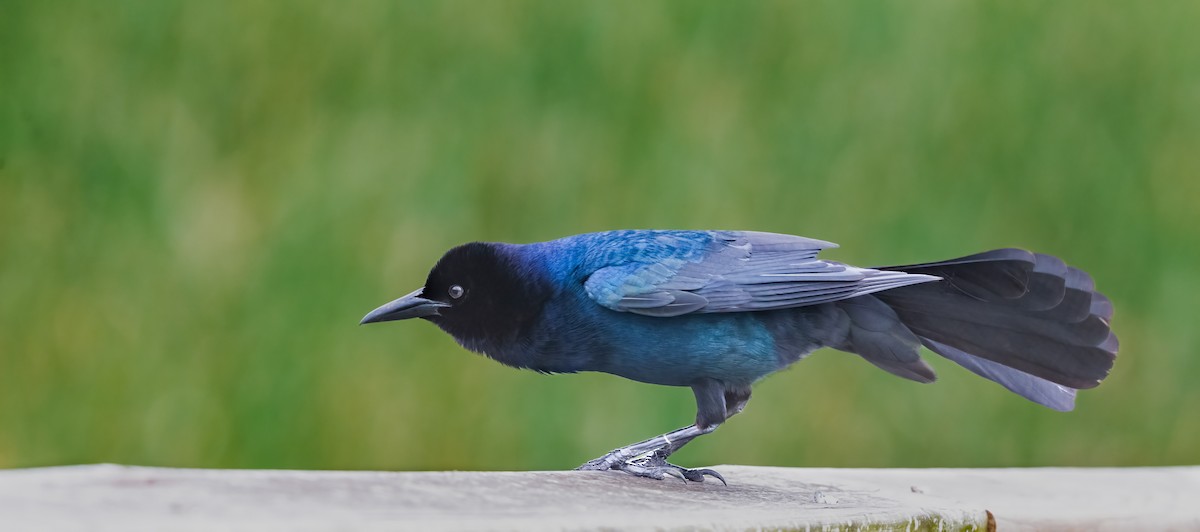 Boat-tailed Grackle - ML618905897