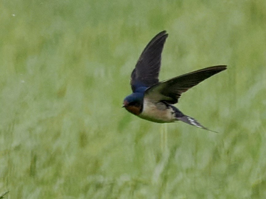 Barn Swallow - ML618905921