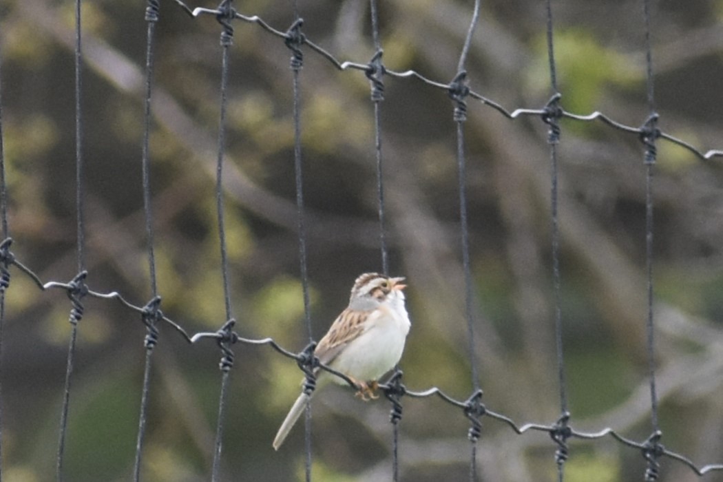 Clay-colored Sparrow - ML618905942