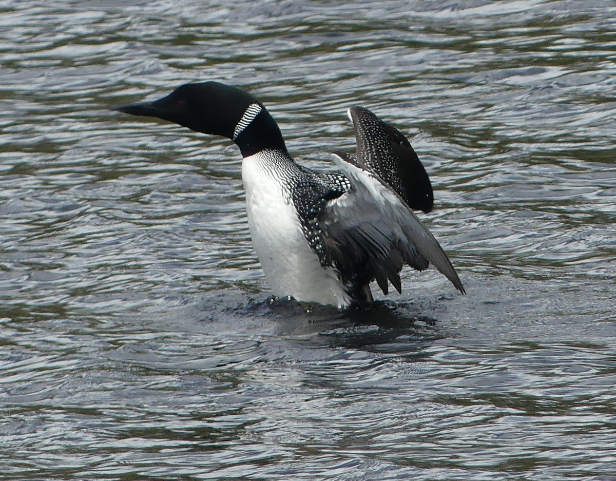 Common Loon - claudine lafrance cohl