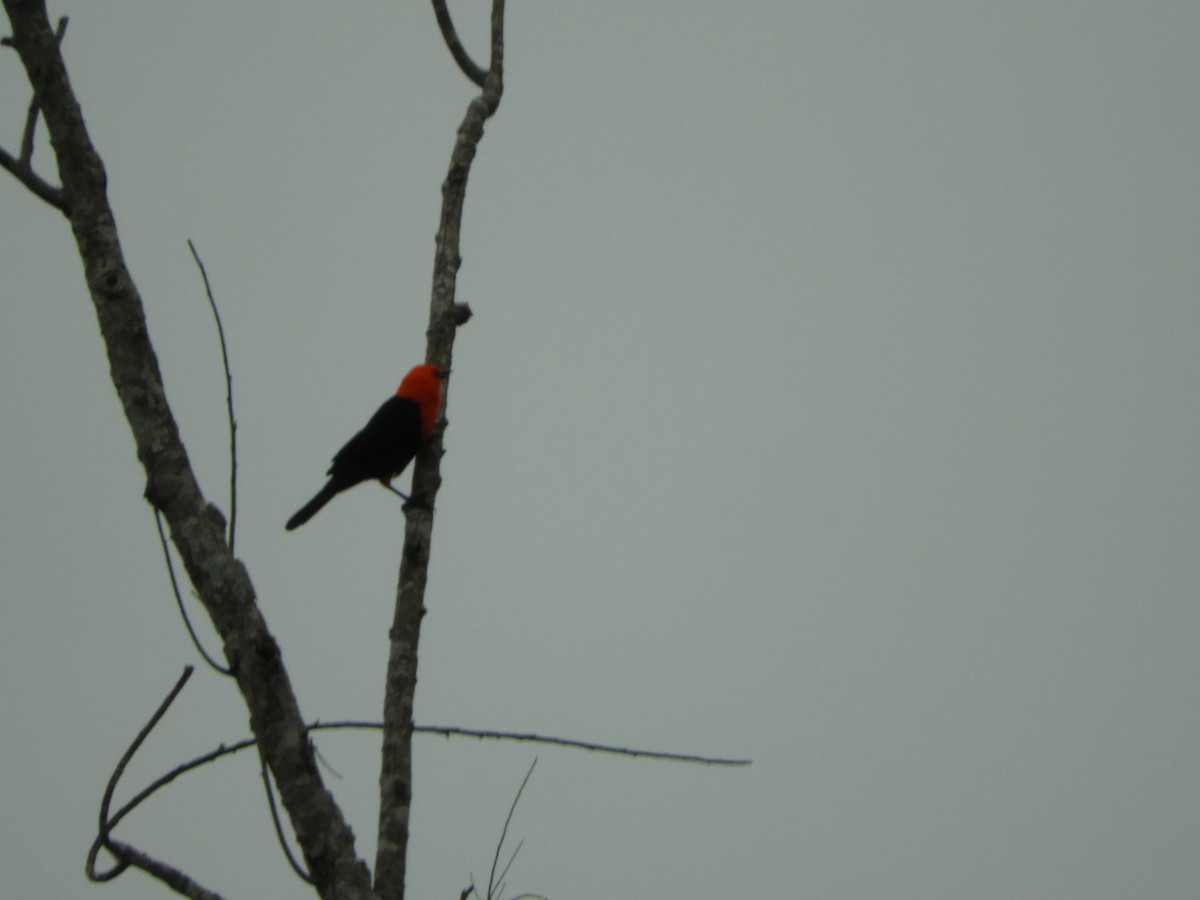 Scarlet-headed Blackbird - ML618906033