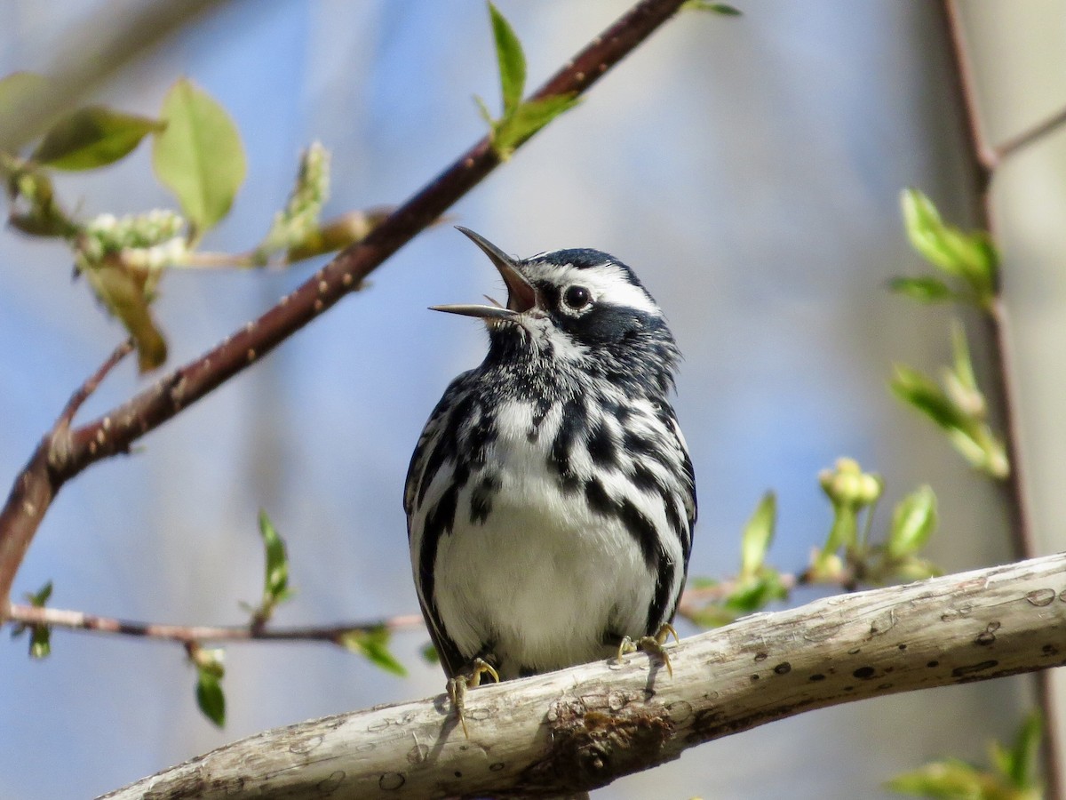 Black-and-white Warbler - ML618906069