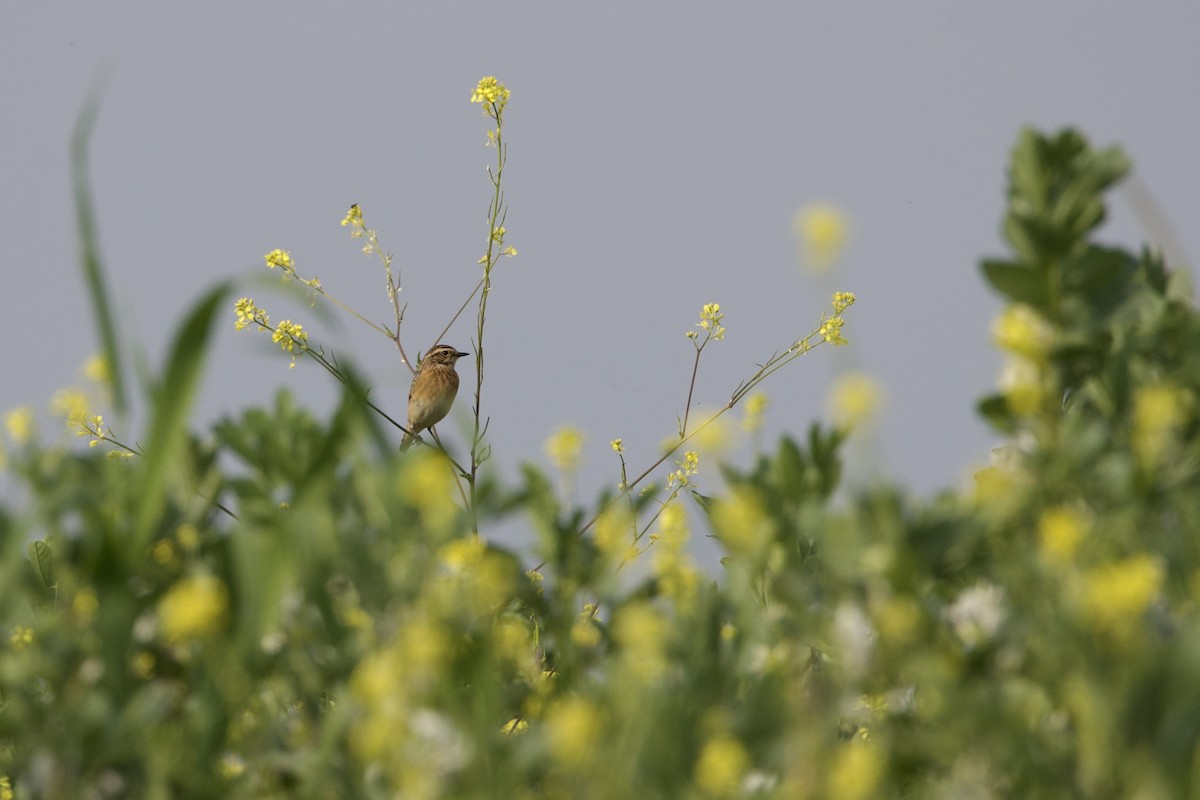 Whinchat - ML618906091