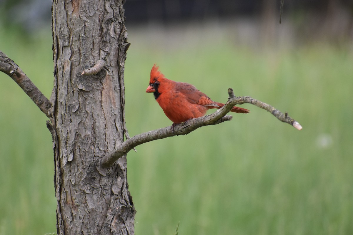 Cardinal rouge - ML618906104